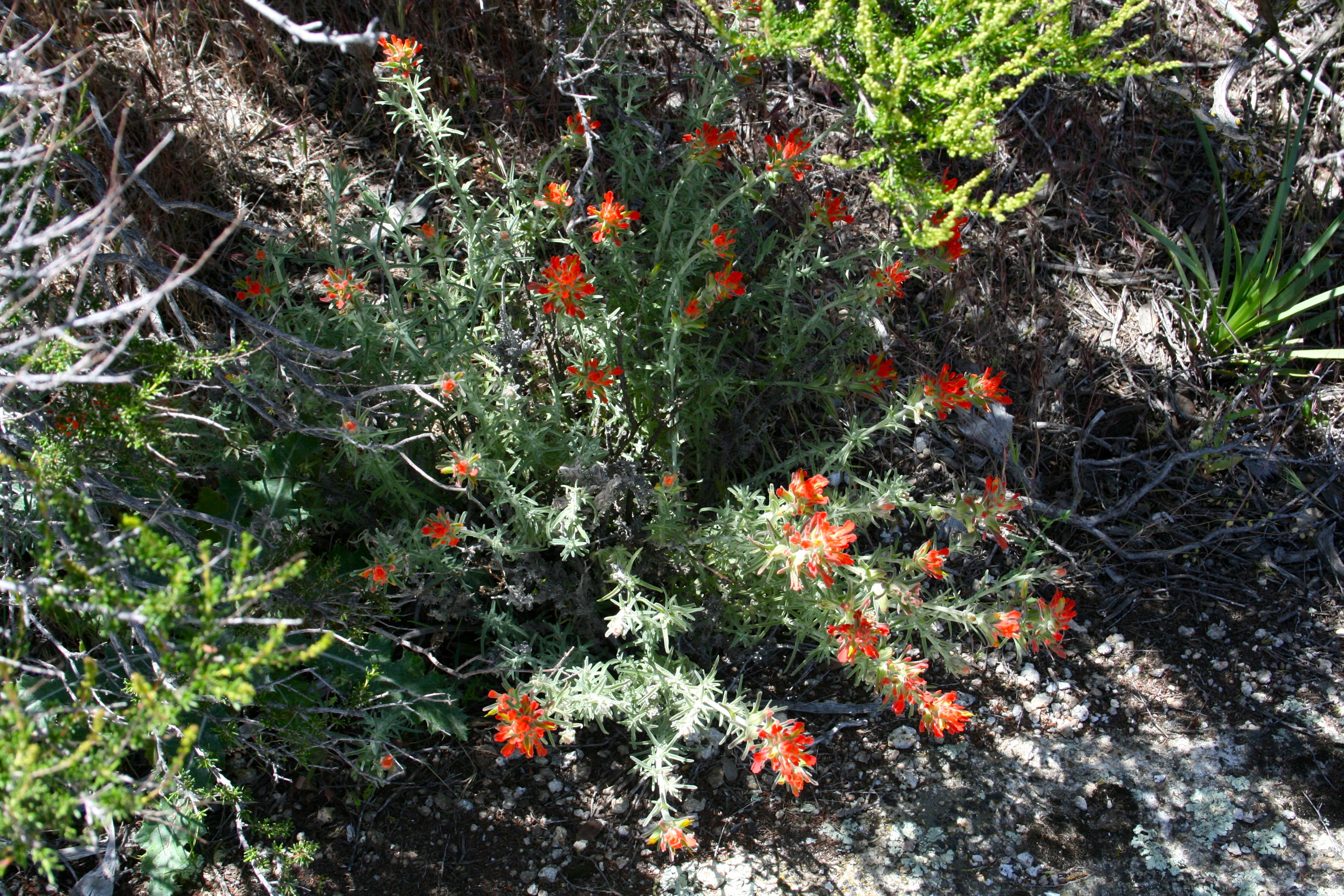 Castilleja foliolosa (Woolly paintbrush), native California subshrub