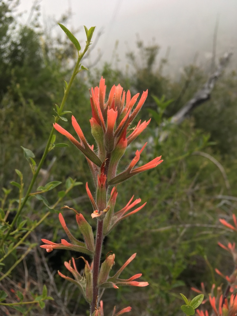 Castilleja gleasoni (Mount gleason paintbrush), native California perennial
