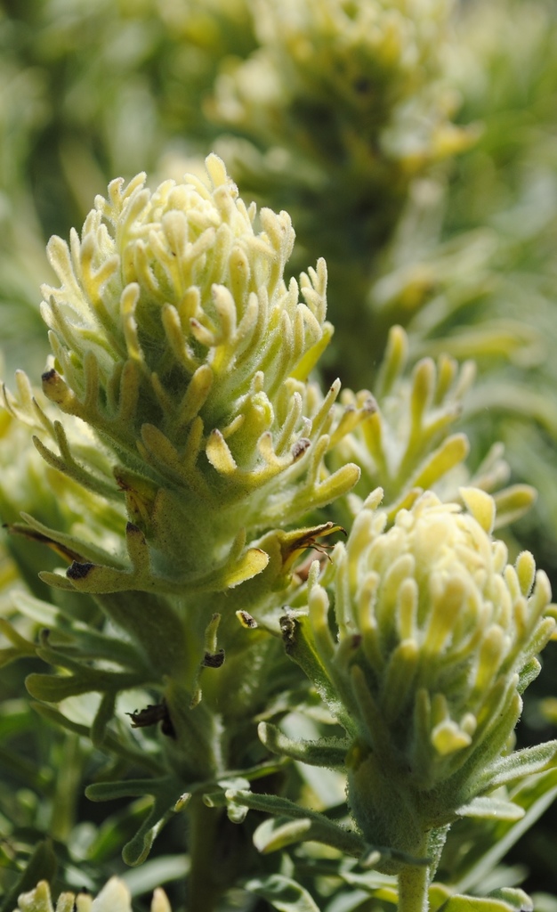 Castilleja grisea (San clemente island paintbrush), native California subshrub