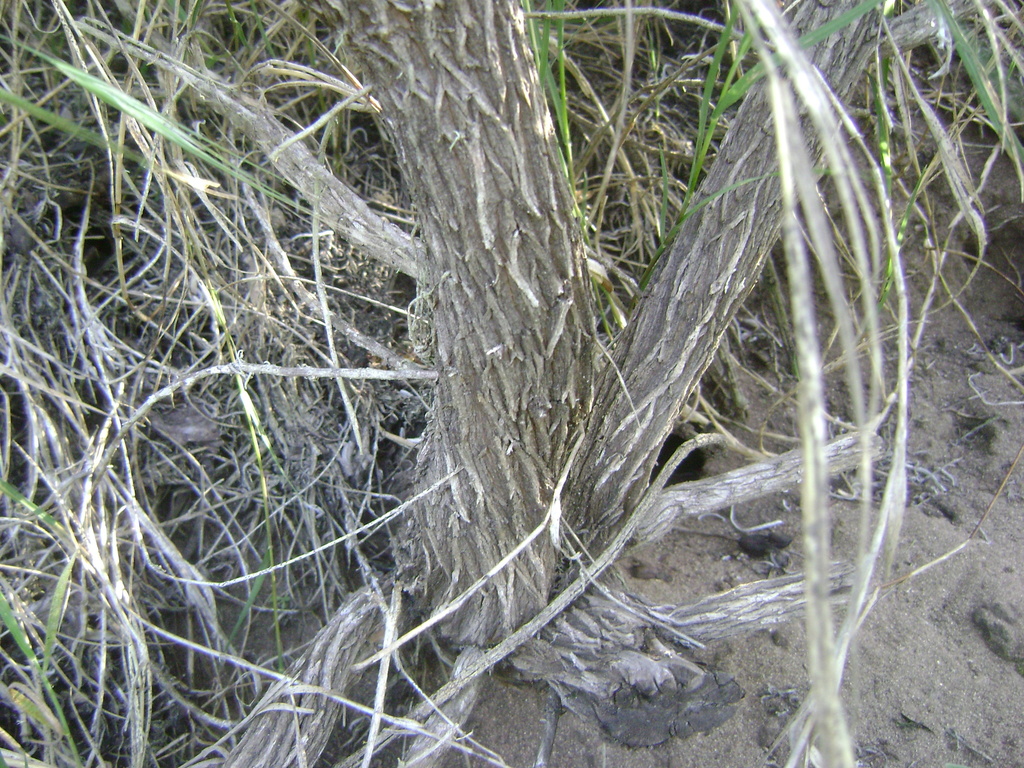 Castilleja hololeuca (Island paintbrush), native California perennial