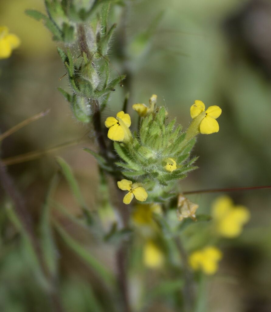 Castilleja lacera (Cut leaved owl's clover), native California herb