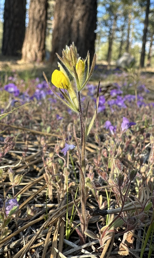 Castilleja lasiorhyncha (San bernardino mountains owl's-clover), native California herb