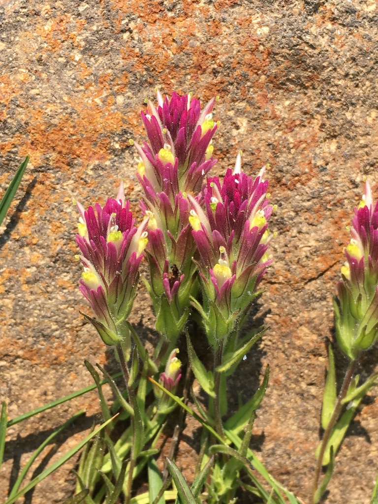 Castilleja lassenensis (Lassen paintbrush), California species