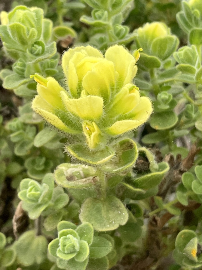 Castilleja latifolia (Monterey coast paintbrush), native California subshrub