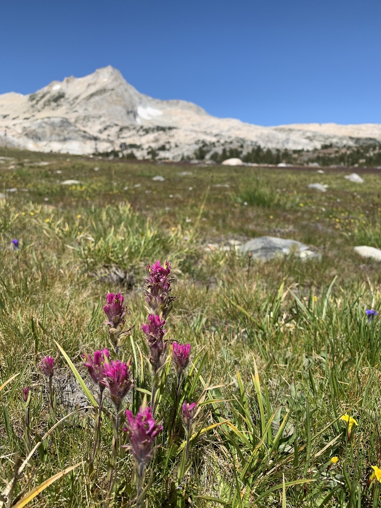 Castilleja lemmonii (Lemmon's indian paintbrush), native California herb