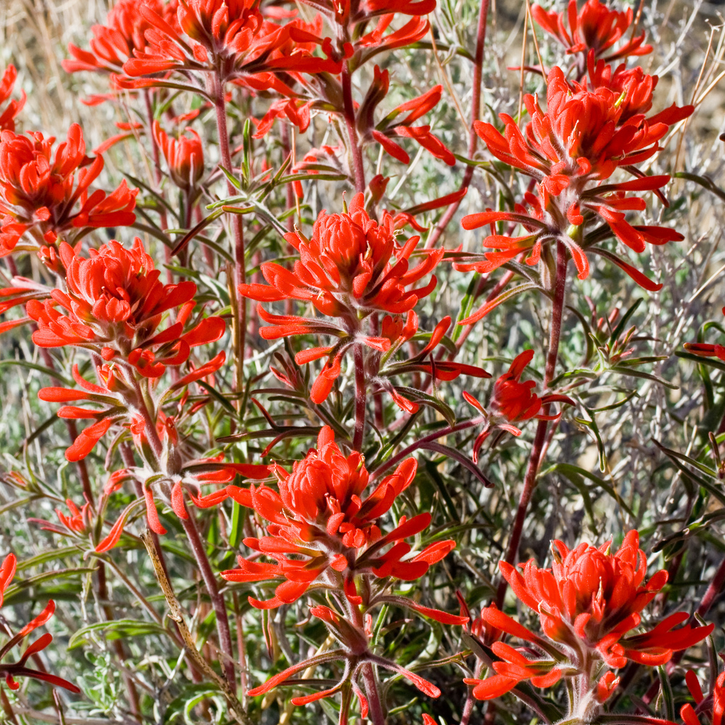 Castilleja leschkeana (Point Reyes paintbrush), California species