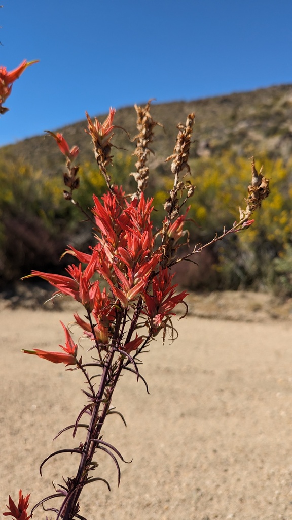 Castilleja linariifolia (Desert paintbursh), native California subshrub