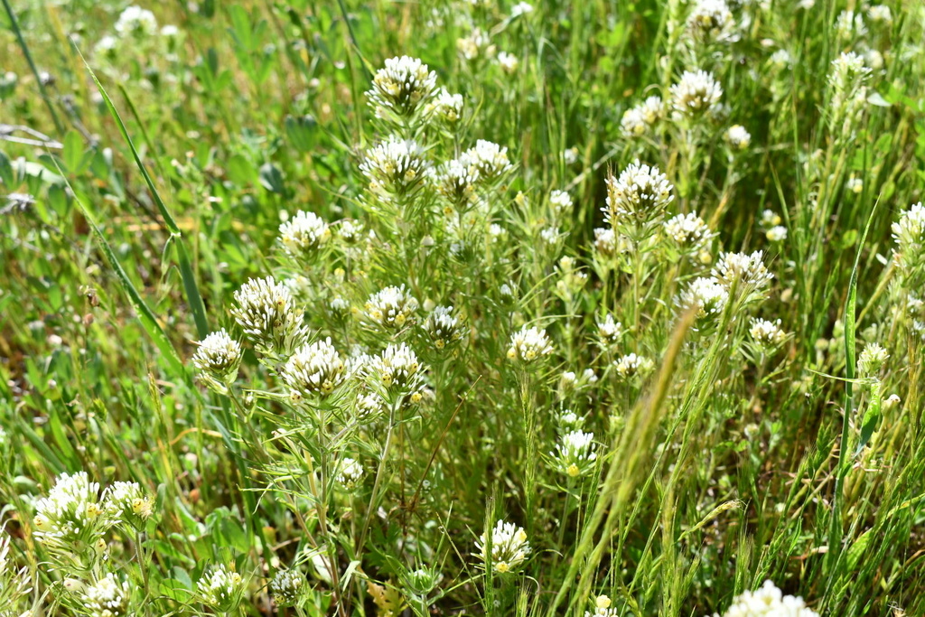 Castilleja lineariloba (Sagebrush indian paintbrush), native California annual