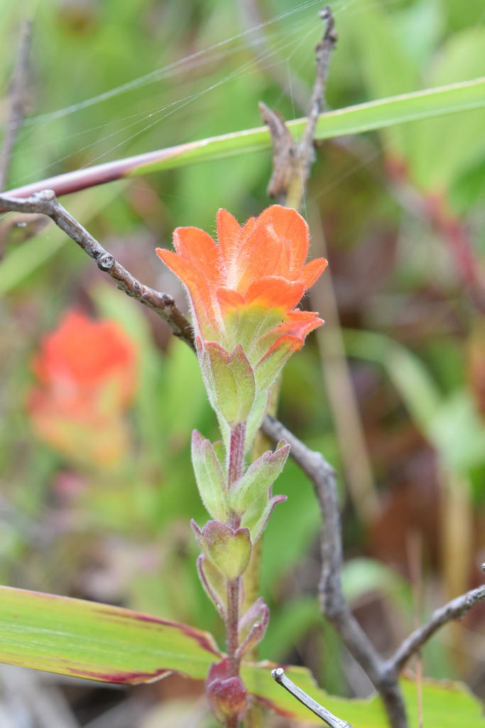 Castilleja litoralis (Oregon Coast Paintbrush), California species