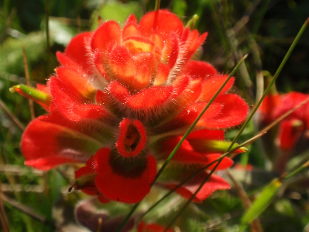 Castilleja mendocinensis (Mendocino coast paintbrush), native California subshrub