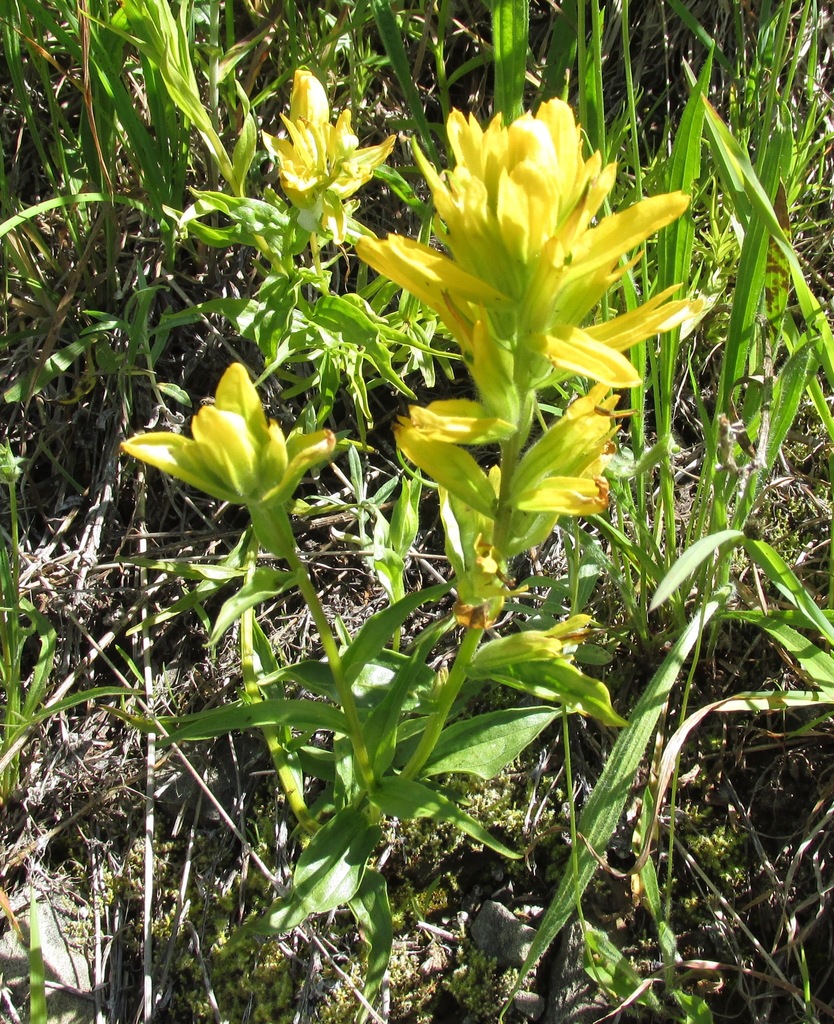 Castilleja miniata — parent species of Castilleja miniata subsp. miniata