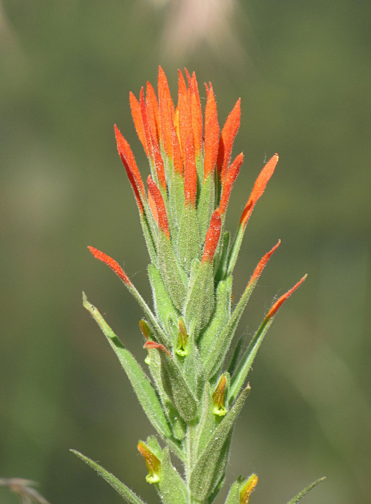 Castilleja minor subsp. minor, native California herb