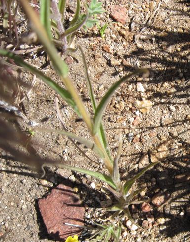 Castilleja minor (Lesser indian paintbrush), native California herb
