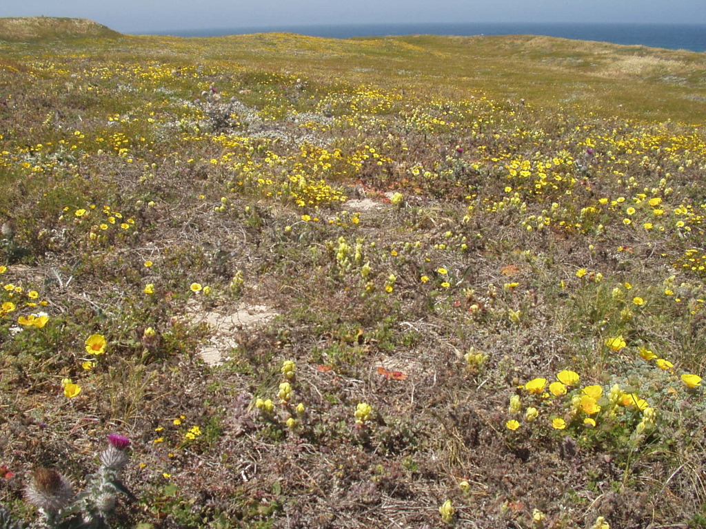 Castilleja mollis (Soft-leaved paintbrush), native California subshrub