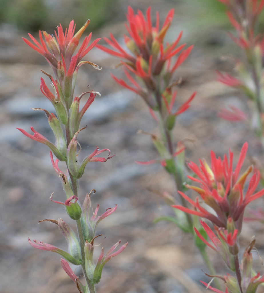Castilleja montigena (Heckard's paintbrush), native California herb