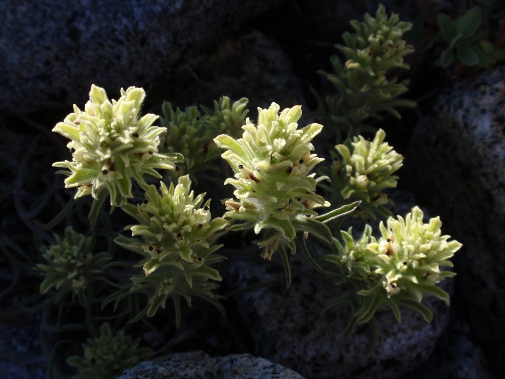 Castilleja nana (Dwarf alpine indian paintbrush), native California herb
