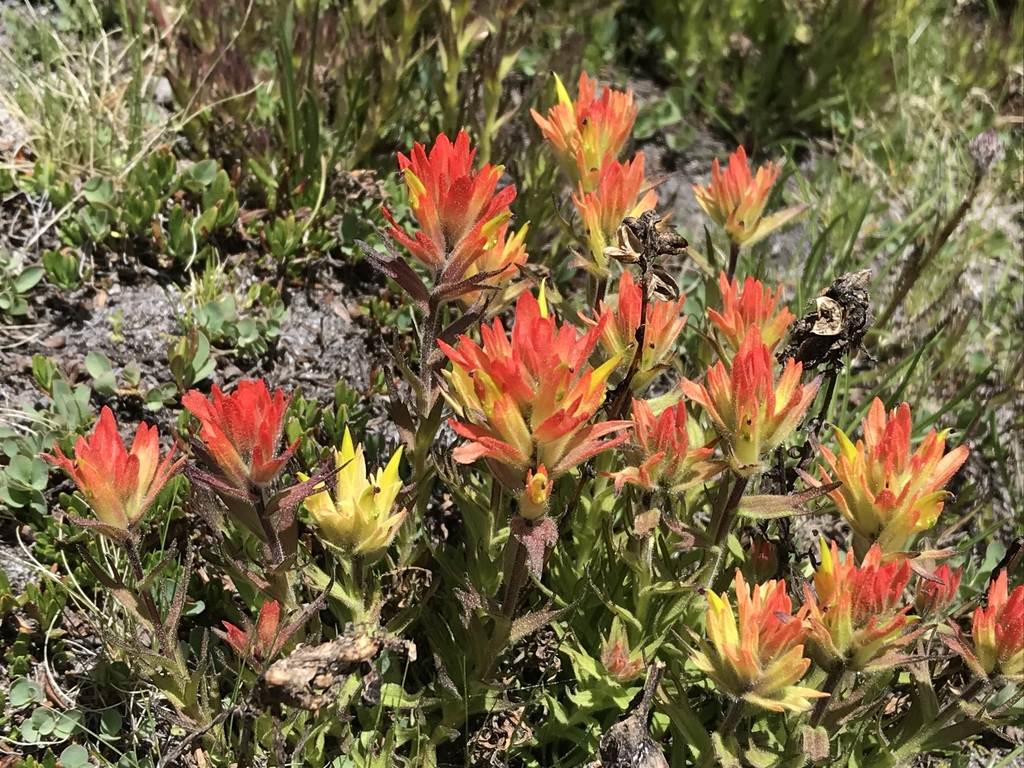 Castilleja peirsonii (Peirson's paintbrush), native California perennial