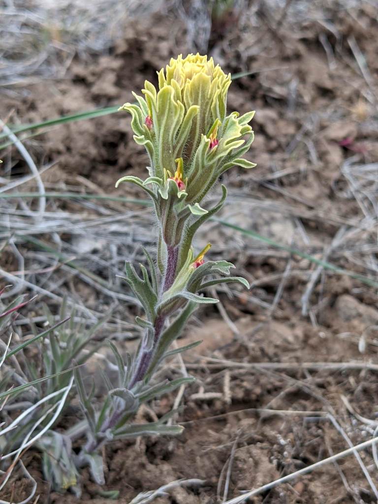 Castilleja pilosa (Parrothead indian paintbrush), native California herb