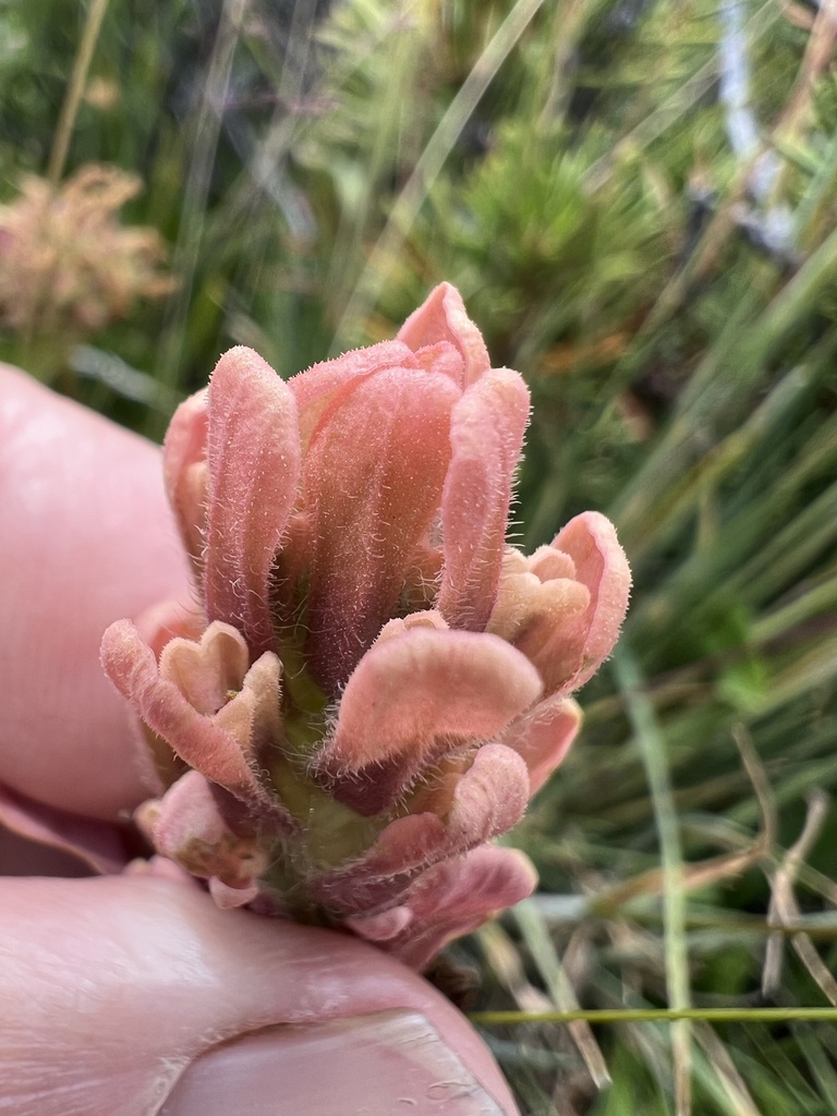 Castilleja praeterita (Salmon creek indian paintbrush), native California herb