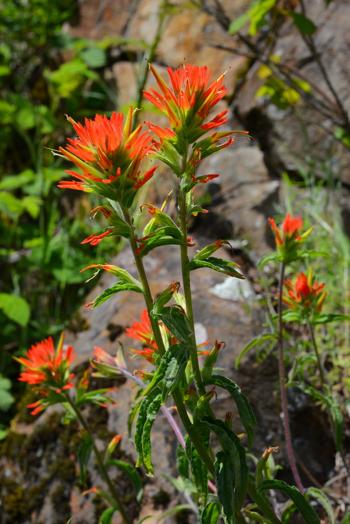 Castilleja pruinosa (Frosted indian paintbrush), native California subshrub