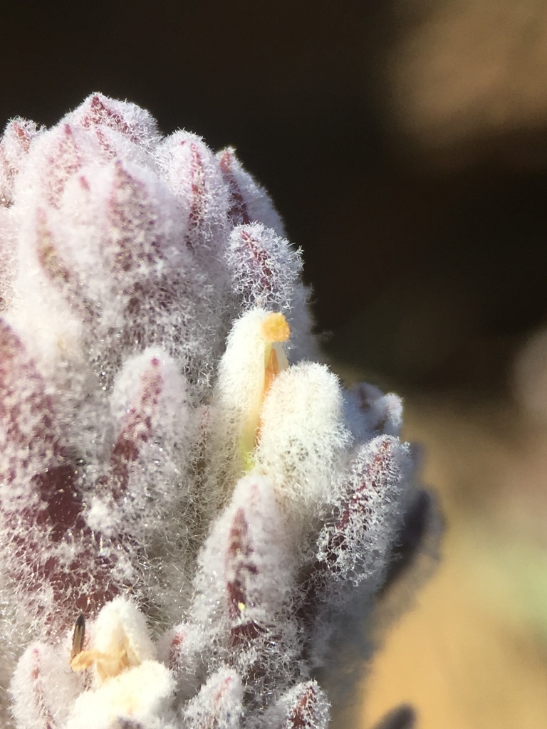 Castilleja schizotricha (Split-hair paintbrush), native California herb