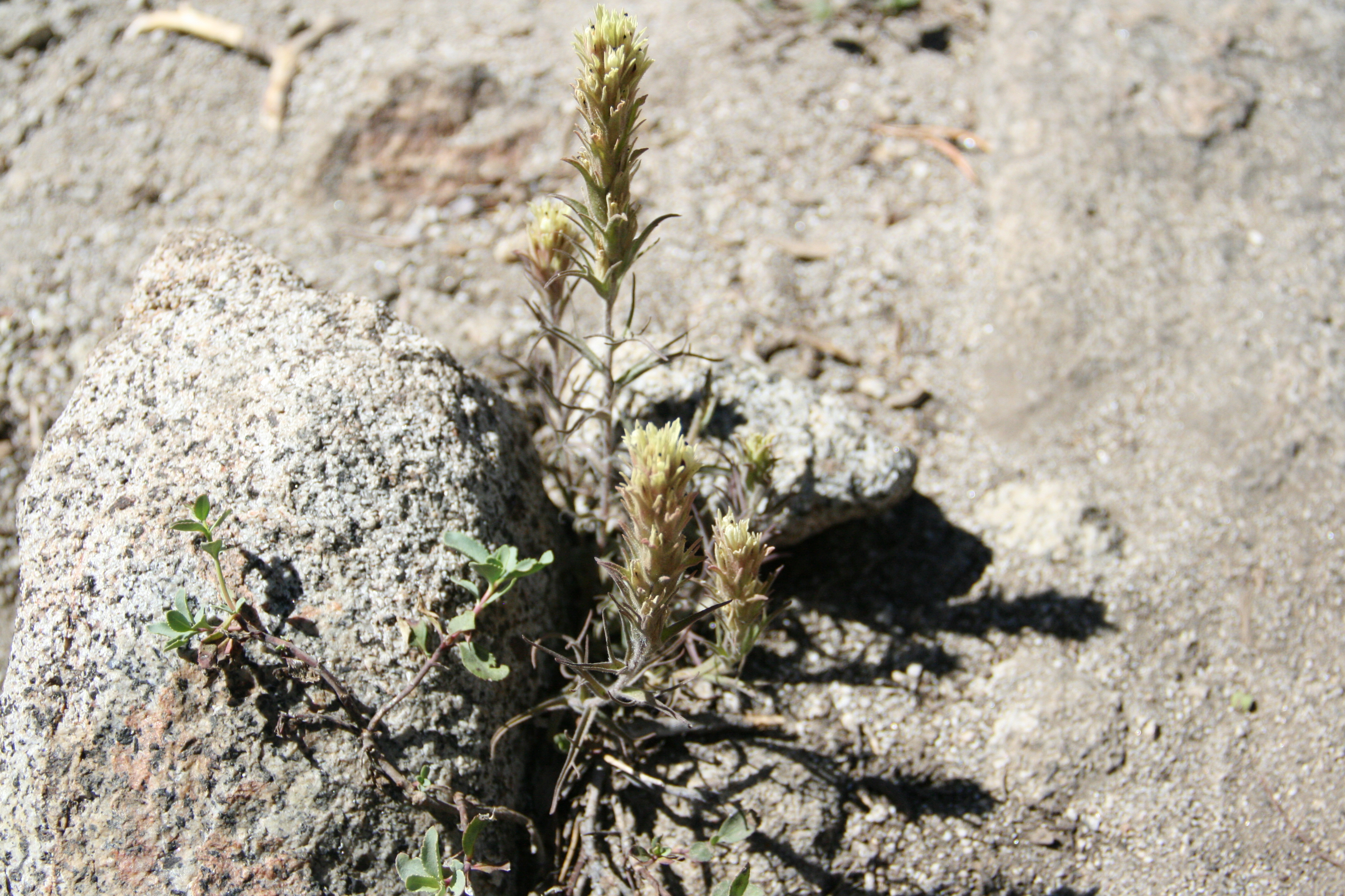 Castilleja sp. (Paintbrush), non-native California annual