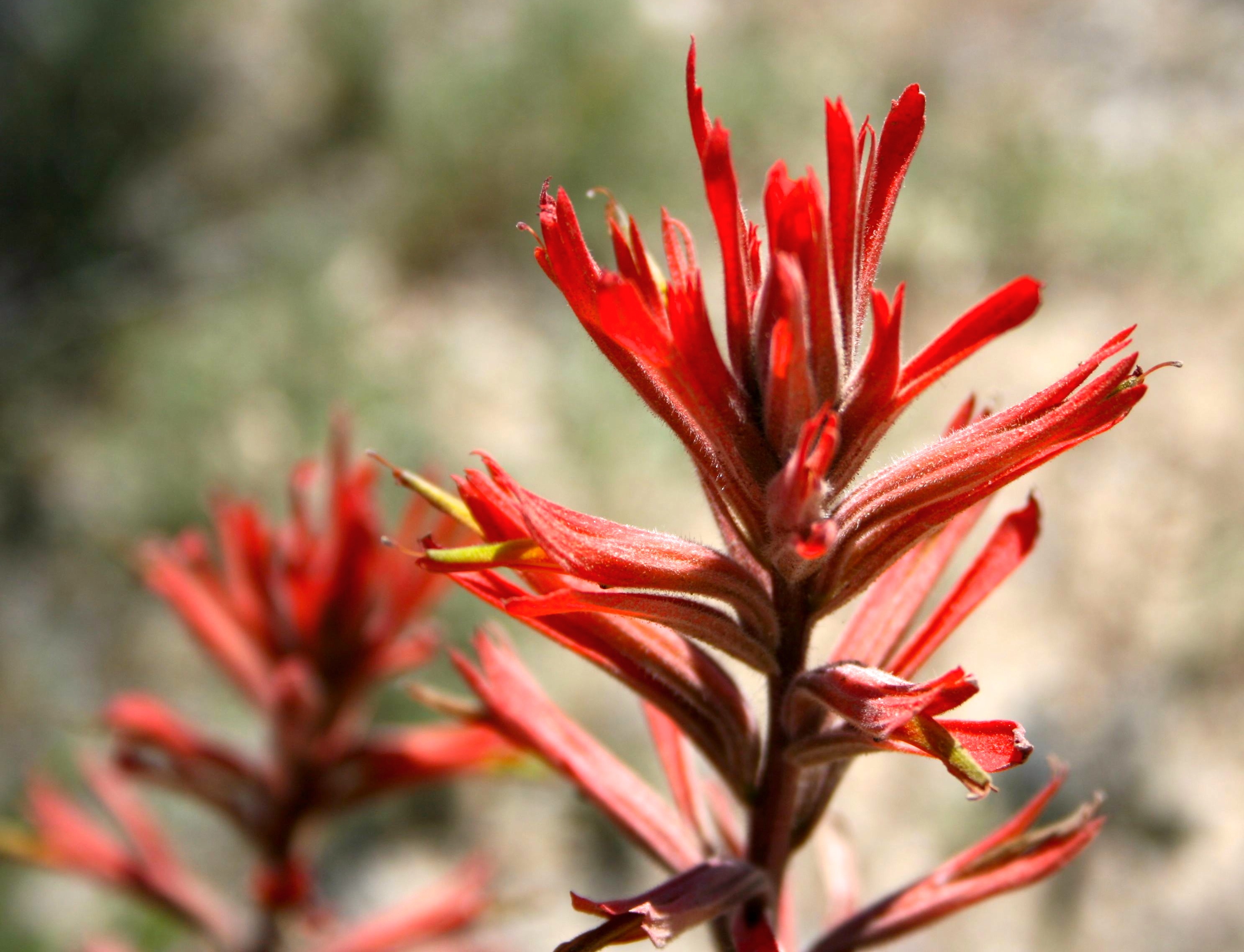 Castilleja subinclusa — parent species of Castilleja subinclusa subsp. franciscana