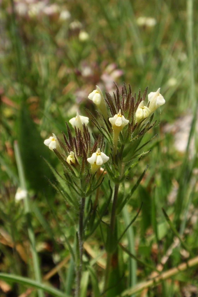 Castilleja tenuis (Hairy indian paintbrush), native California herb