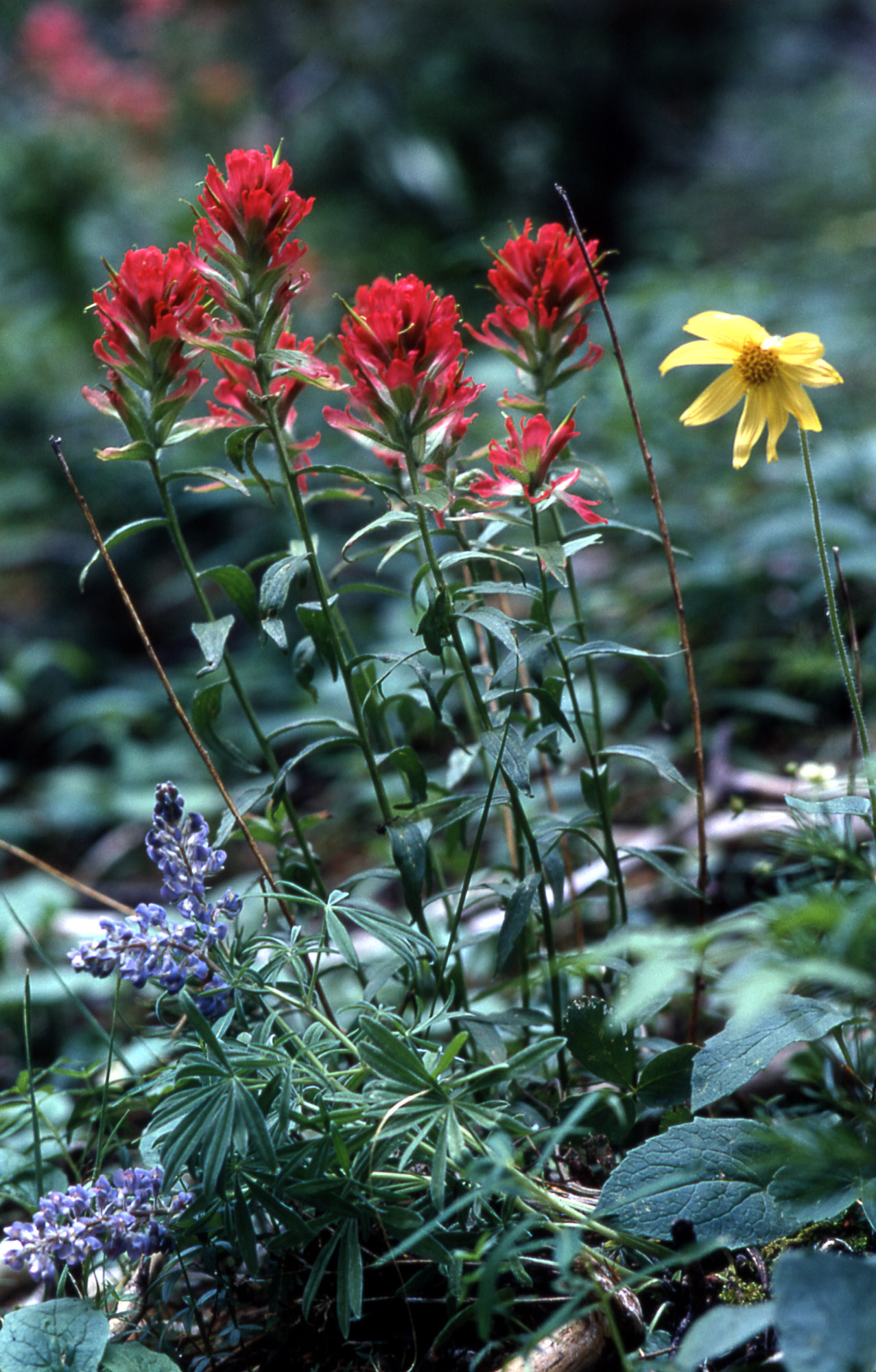 Castilleja uliginosa (Pitkin Marsh paintbrush), California species