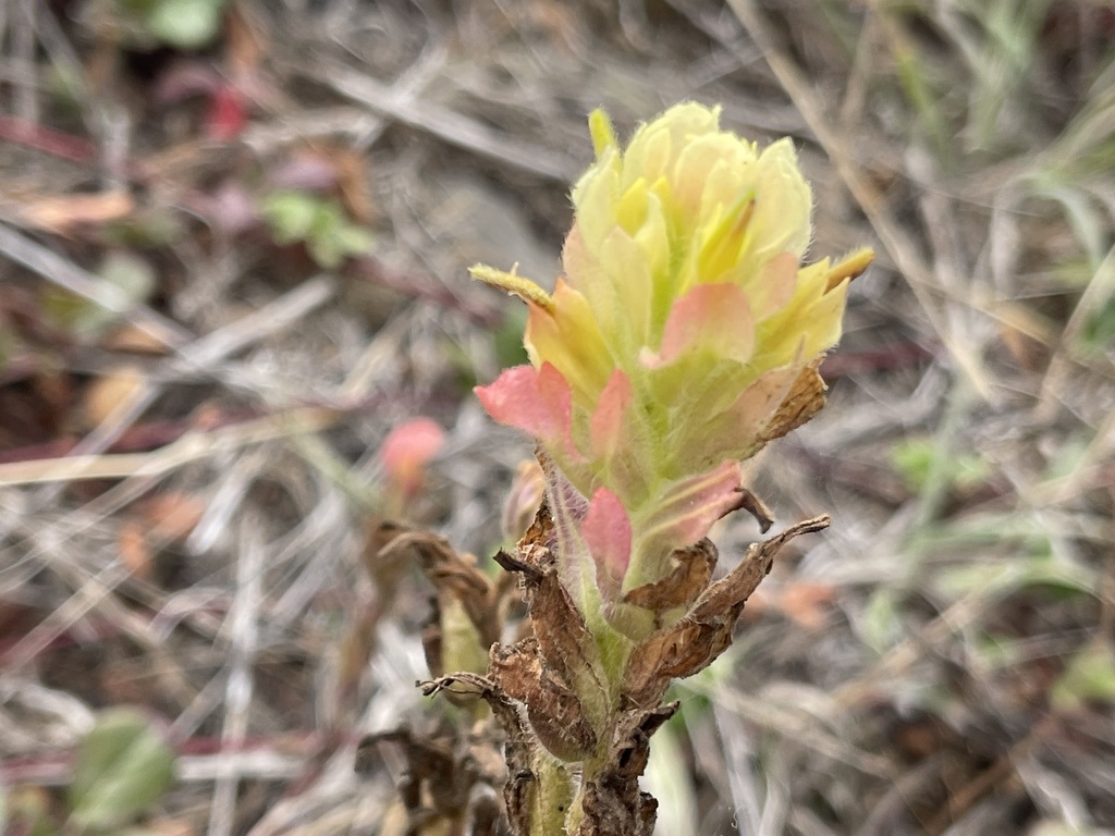 Castilleja wightii (Wight' indian paint brush), native California perennial