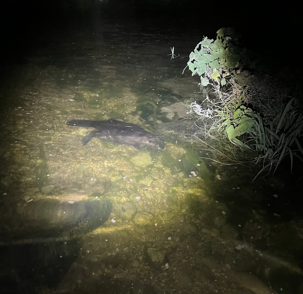 Castor canadensis (American Beaver), California species