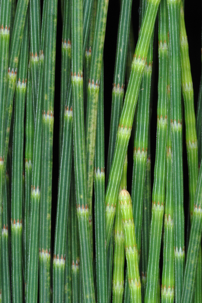 Casuarina equisetifolia (beach sheoak), California tree