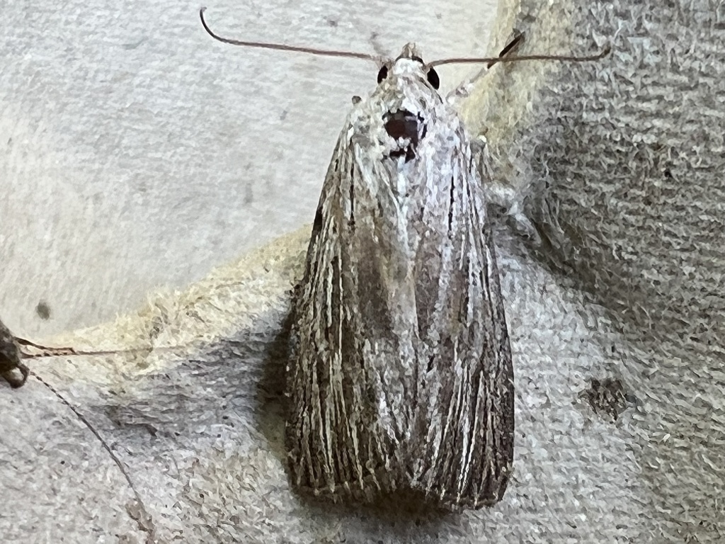 Catabena lineolata (Five-lined Sallow), California species