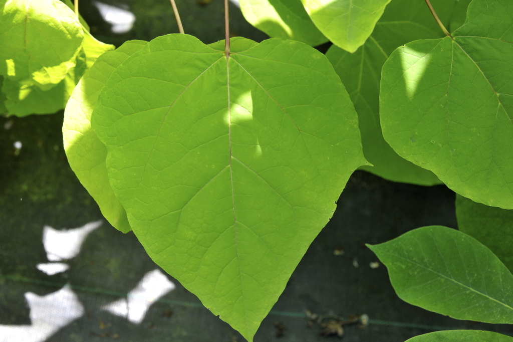 Catalpa bignonioides (Southern catalpa), non-native California tree
