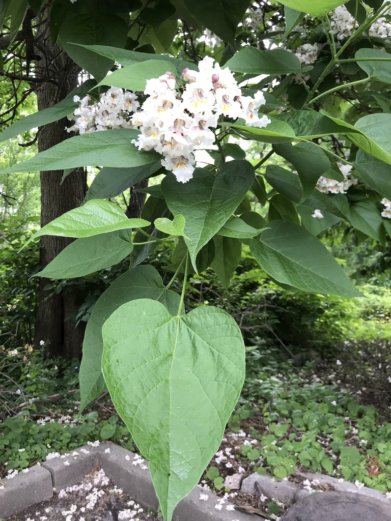 Catalpa sp. (Southern catalpa), non-native California tree