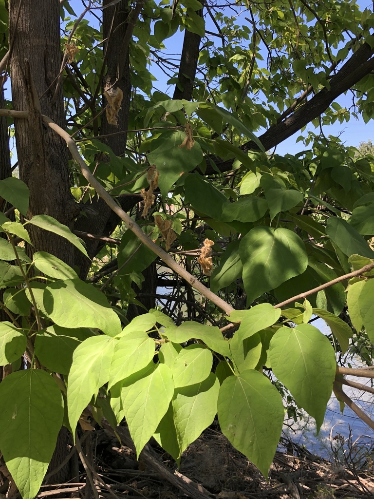 Catalpa speciosa (Northern catalpa), non-native California tree