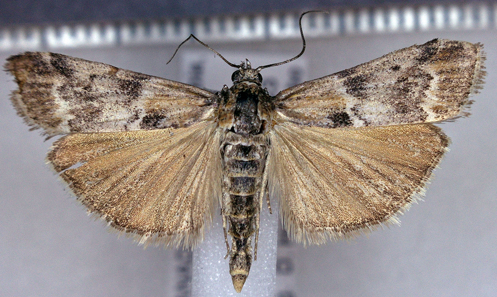 Catastia actualis, California species