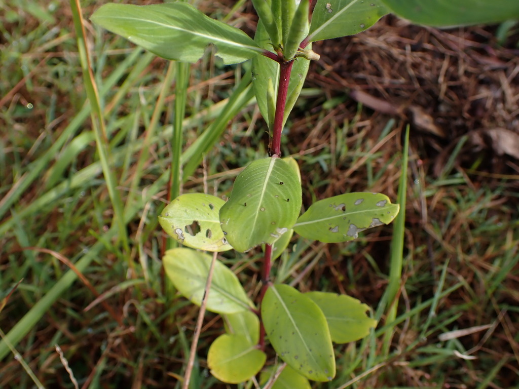 Catharanthus roseus (Madagascar periwinkle), non-native California subshrub