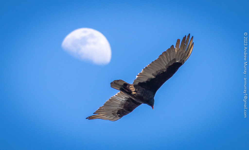 Cathartes aura (Turkey Vulture), California species