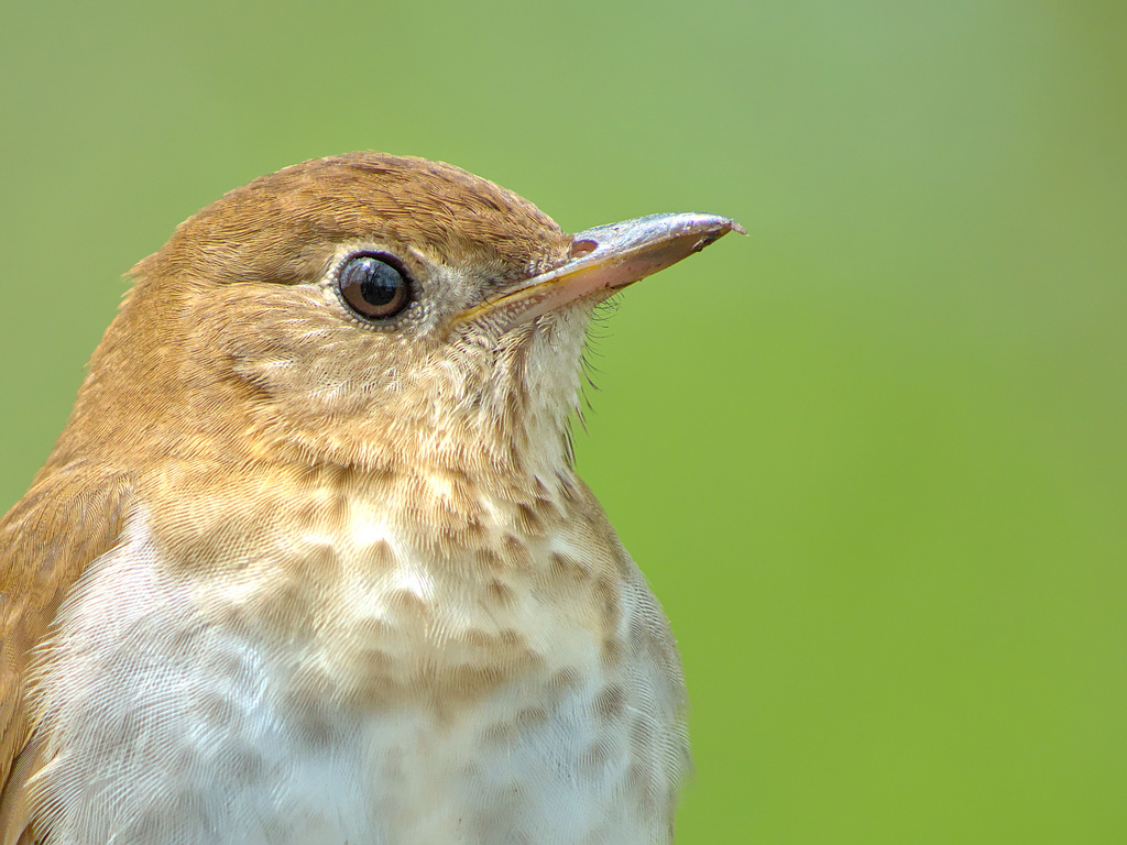 Catharus fuscescens (Veery), California species