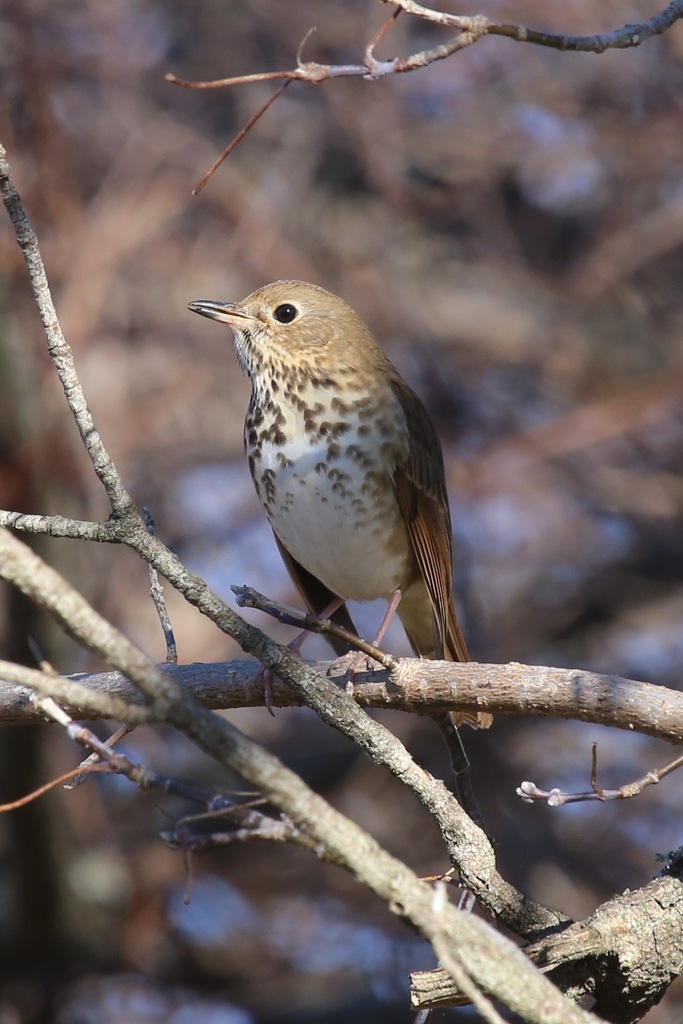 Catharus guttatus (Hermit Thrush), California species