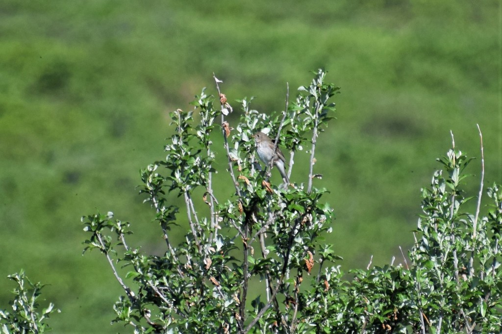 Catharus minimus (Gray-cheeked Thrush), California species