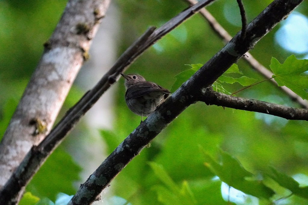 Catharus ustulatus (Swainson's Thrush), California species