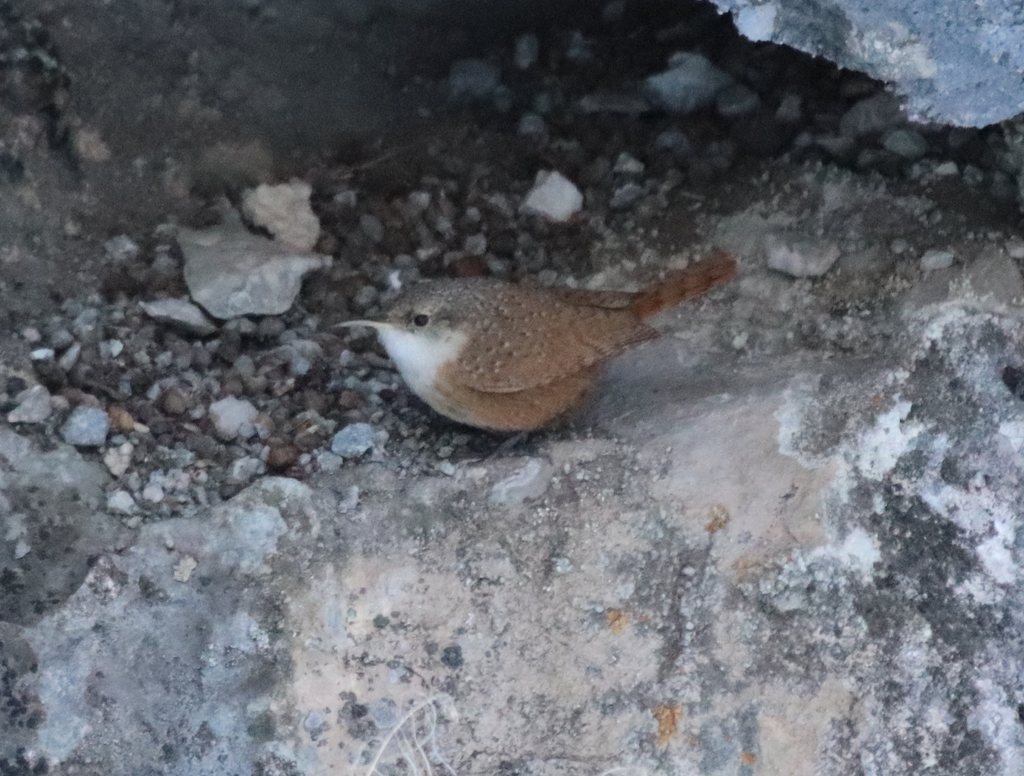 Catherpes mexicanus (Canyon Wren), California species