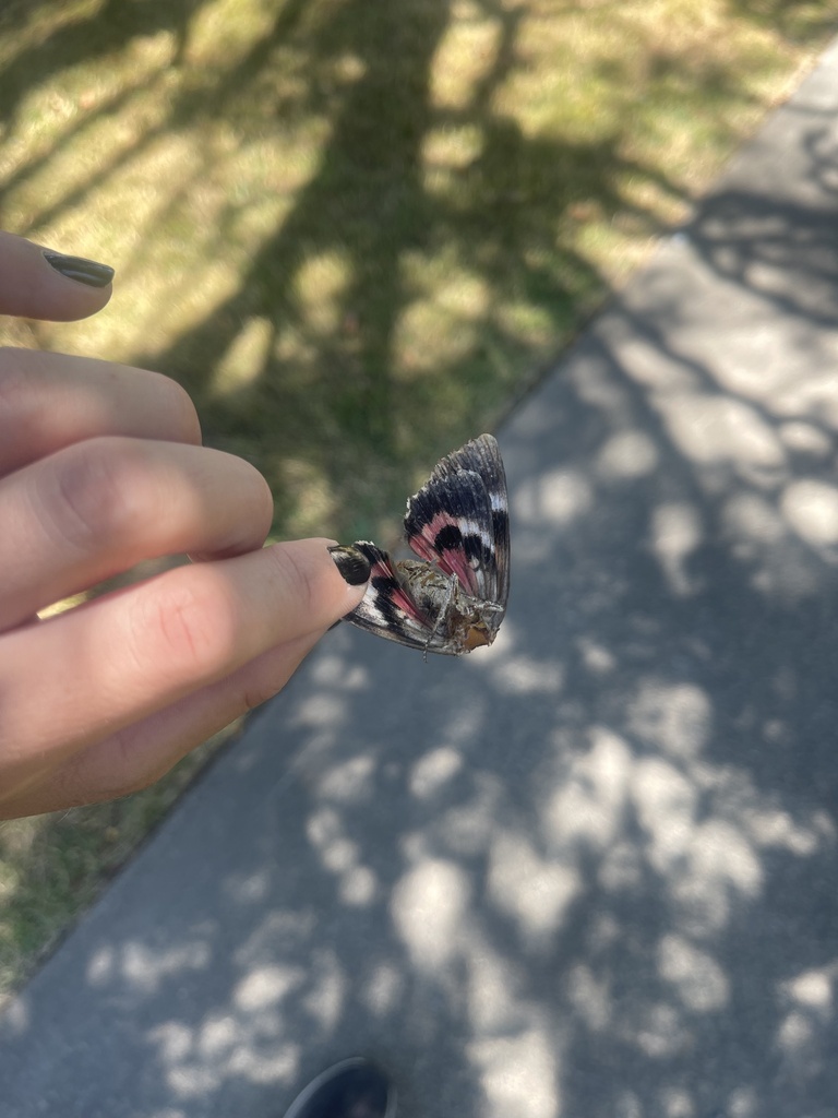 Catocala aholibah (Aholibah Underwing Moth), California species