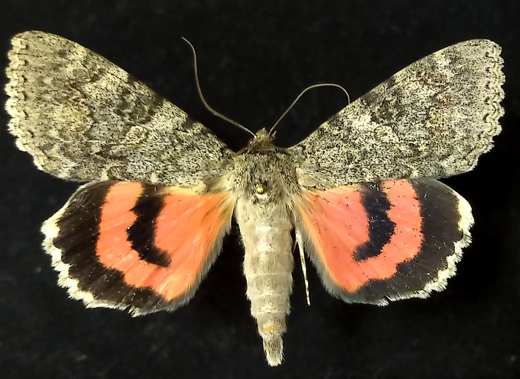 Catocala californica, California species