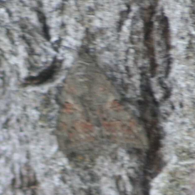 Catocala faustina, California species