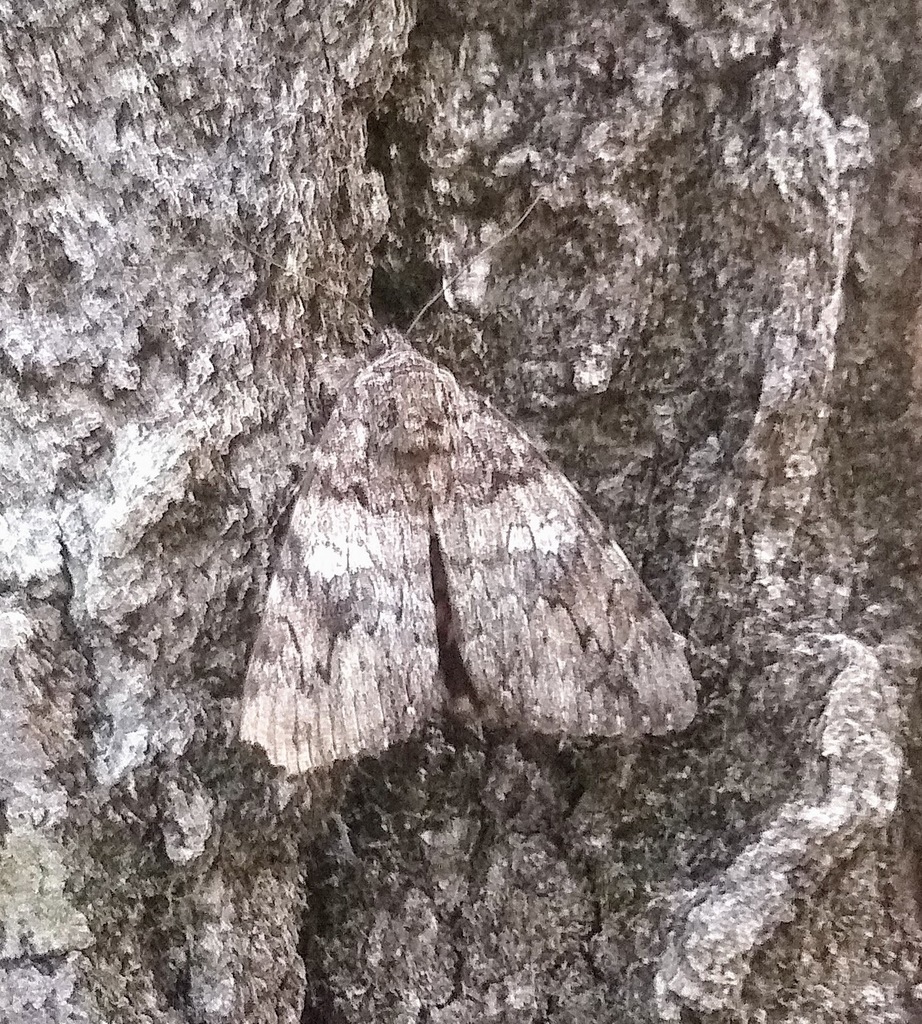 Catocala ilia (Ilia Underwing), California species