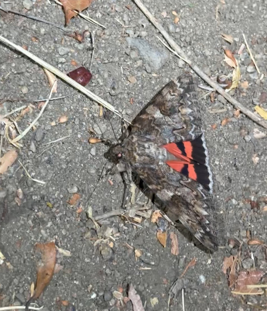Catocala irene (Irene Underwing), California species