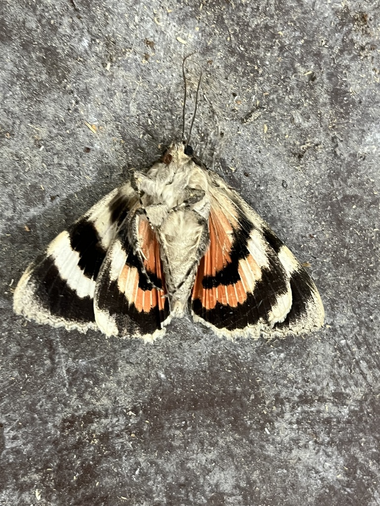 Catocala junctura (Joined Underwing Moth), California species